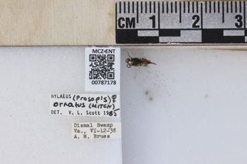 Media type: image;   Entomology 787178 Aspect: labels